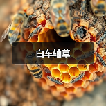 白车轴草（图2）