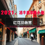红花蔷薇苗（图2）