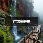 红花蔷薇苗（图4）