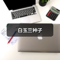 白玉兰种子（图2）