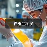 白玉兰种子（图3）