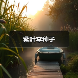 紫叶李种子（图4）