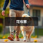 花椒苗(图1) 花椒苗(图1)