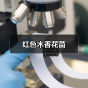 红色木香花苗(图1) 红色木香花苗(图1)