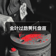 金叶过路黄托盘苗(图3) 金叶过路黄托盘苗(图3)