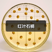 红叶石楠（图3）