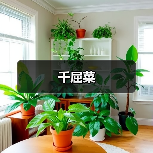 千屈菜(图4) 千屈菜(图4)