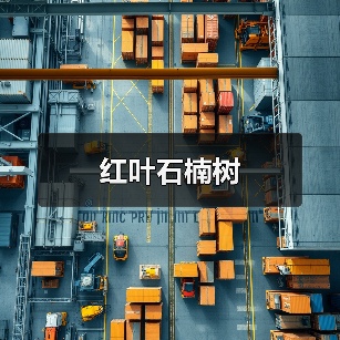 红叶石楠树(图4) 红叶石楠树(图4)