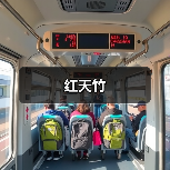 红天竹（图3）