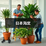 日本海棠(图2) 日本海棠(图2)