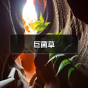 巨菌草(图2) 巨菌草(图2)