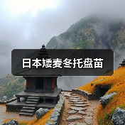 日本矮麦冬托盘苗（图1）