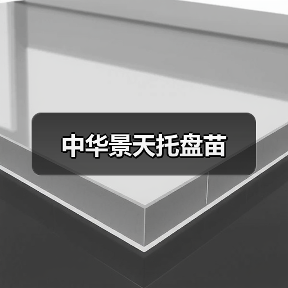 中华景天托盘苗(图3) 中华景天托盘苗(图3)