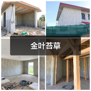 金叶苔草(图3) 金叶苔草(图3)