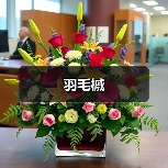 羽毛槭（图1）