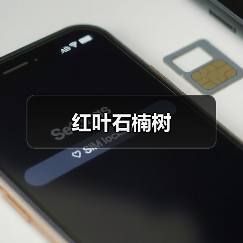 红叶石楠树（图2）