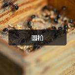 圆柏(图3) 圆柏(图3)