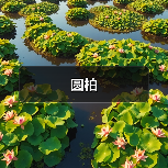 圆柏(图2) 圆柏(图2)