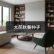 大花秋葵种子（图2）