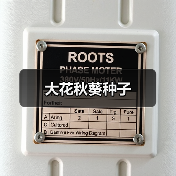 大花秋葵种子（图4）