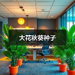 大花秋葵种子（图1）