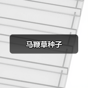 马鞭草种子（图4）