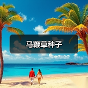 马鞭草种子（图3）