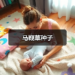 马鞭草种子（图1）