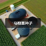 马鞭草种子（图2）