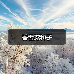 香雪球种子(图1) 香雪球种子(图1)