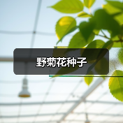 野菊花种子(图3) 野菊花种子(图3)