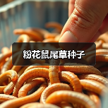 粉花鼠尾草种子（图1）
