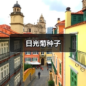 日光菊种子（图1）