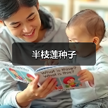 半枝莲种子（图2）