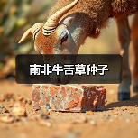 南非牛舌草种子（图4）