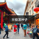 半枝莲种子（图1）