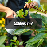 黑种草种子（图1）