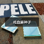 鸡血藤种子(图2) 鸡血藤种子(图2)
