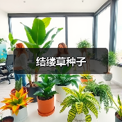 结缕草种子（图4）