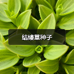 结缕草种子（图3）
