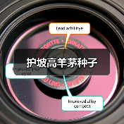 护坡高羊茅种子（图4）