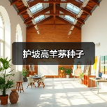 护坡高羊茅种子（图2）