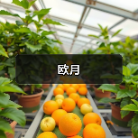欧月（图2）