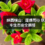陕西横山：逐绿而行 筑牢生态安全屏障（图2）