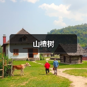 山楂树(图3) 山楂树(图3)