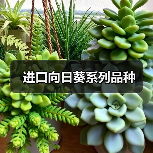 进口向日葵系列品种(图4) 进口向日葵系列品种(图4)