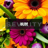 枫树（图3）