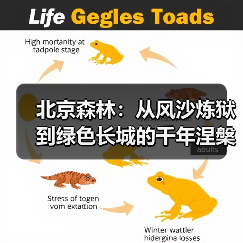 北京森林:从风沙炼狱到绿色长城的千年涅槃(图4) 北京森林:从风沙炼狱到绿色长城的千年涅槃(图4)