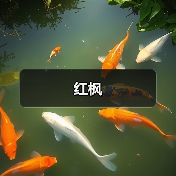红枫（图1）