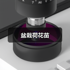 盆栽荷花苗（图2）
